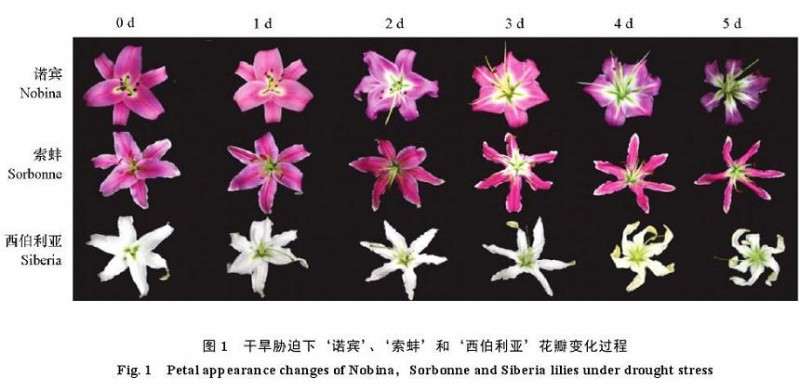 干旱胁迫对3种百合花开放外观和花瓣含水量的影响