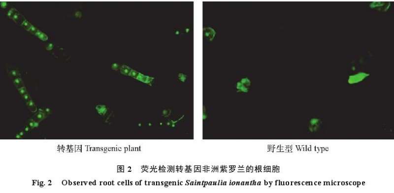 潮霉素对培养非洲紫罗兰叶片的生长抑制