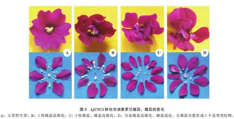 非洲紫罗兰转基因植株的3个表型