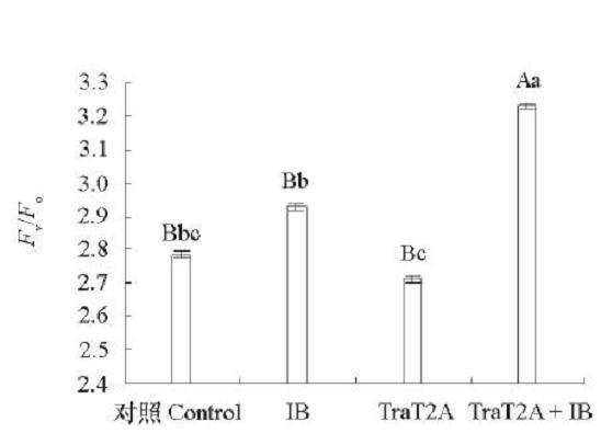T2A处理对兰州百合叶片叶绿素荧光参数的影响