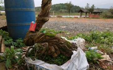 20多年的金银花下山桩 可以吗 图片