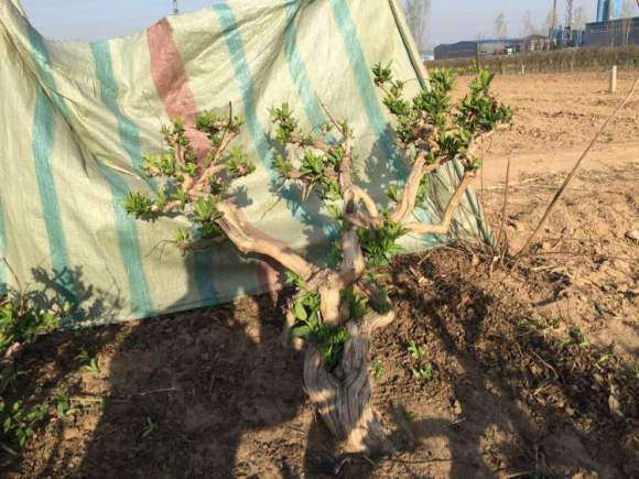 金银花下山桩的纹理正好说明了这一点