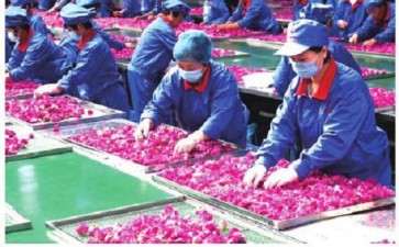 山东食用玫瑰花的产业经济