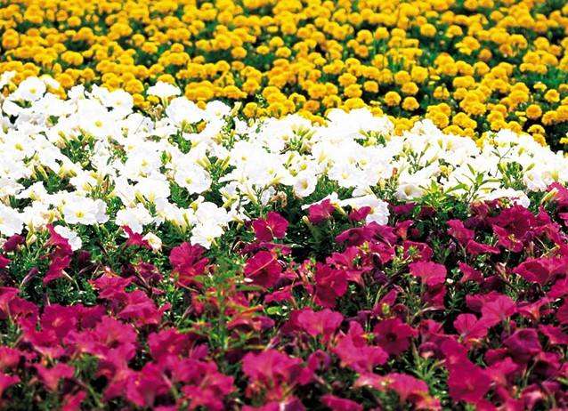 西藏林周县打造拉萨最大花卉基地