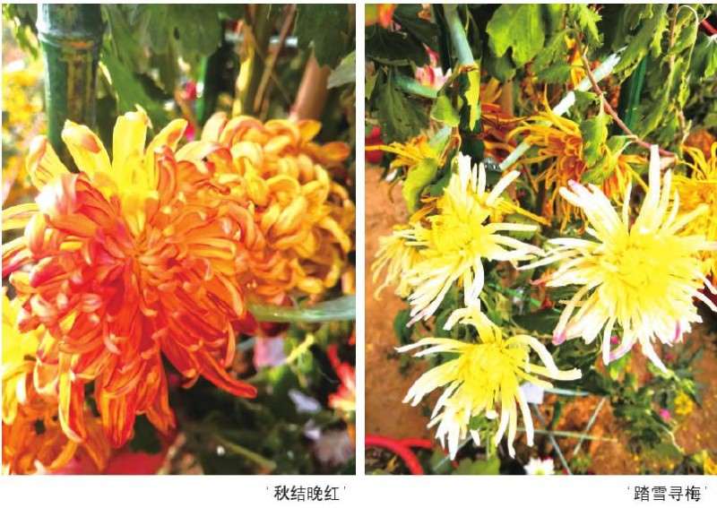 什锦菊的嫁接品种组合有哪些 图片