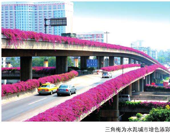 广州三角梅营造城市空中花廊
