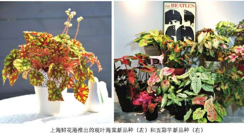 2019年11月 上海鲜花就开始走货