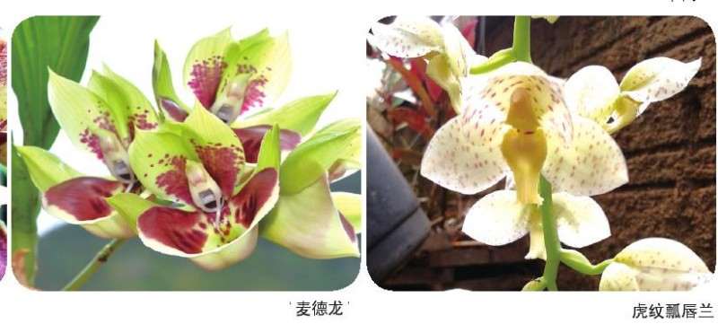 瓢唇兰属植物怎么繁殖与栽培