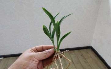 瓢唇兰属植物怎么栽培养护的3个方法