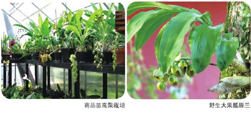 瓢唇兰属植物怎么施肥的3个方法 