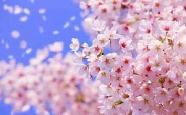 三月的樱花  每到3月樱花盛开的季节