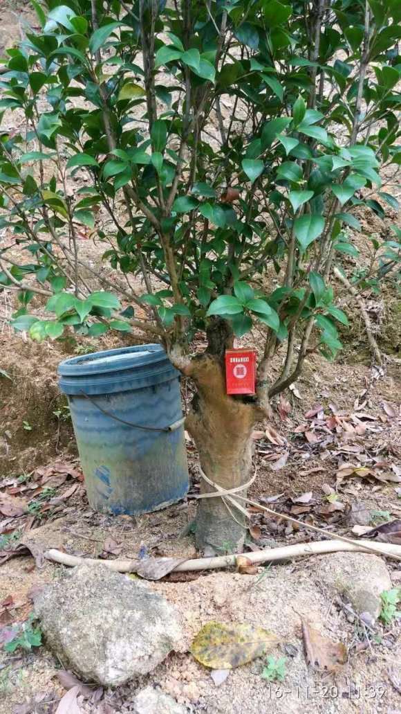 古桩茶花下山桩 今年没花