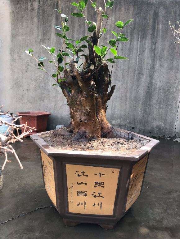 茶花下山桩 120斤 1500元