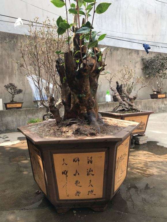 茶花下山桩 120斤 1500元