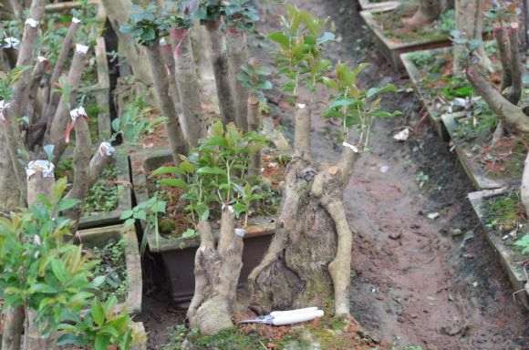 野茶茶花下山桩已嫁接成功