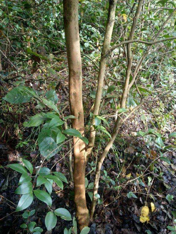 油茶下山桩 茶花嫁接枮木