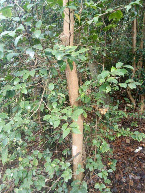 油茶下山桩 茶花嫁接枮木