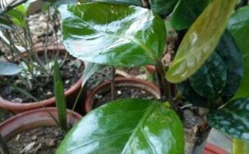 茶花下山桩的芽是接枝丫 还是桩的丫