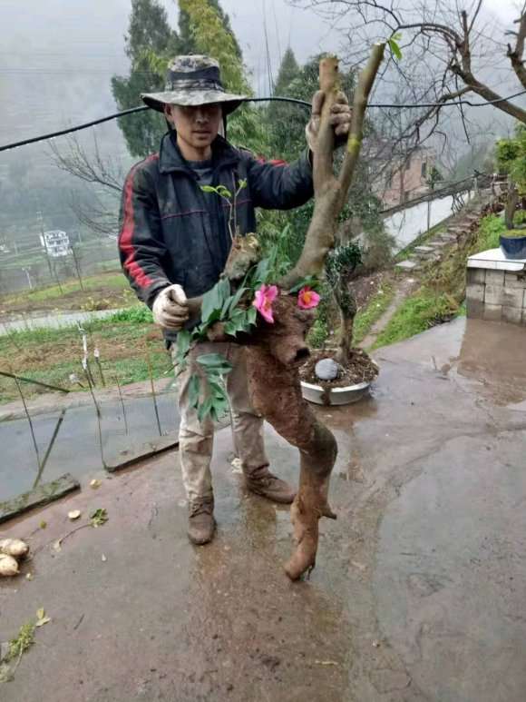 茶花下山桩怎样提高成活率