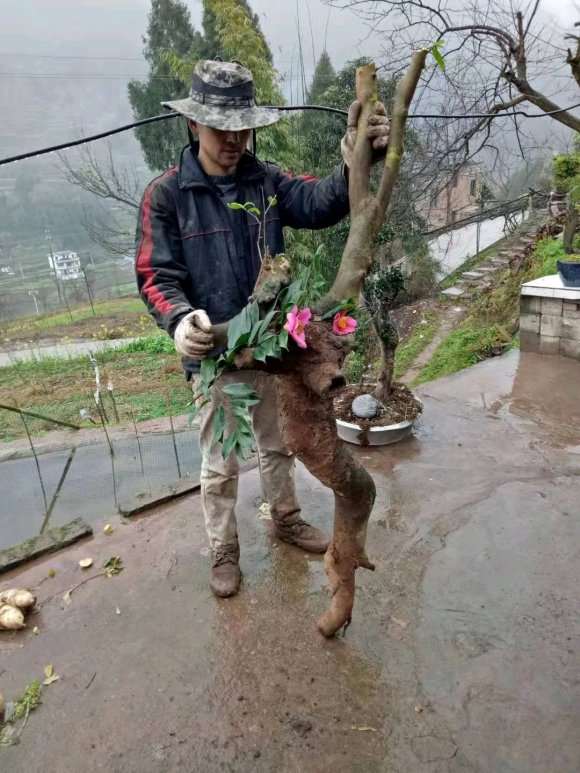 茶花下山桩怎样提高成活率