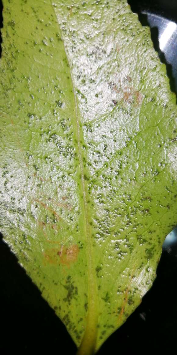 茶花下山桩叶子背面这样