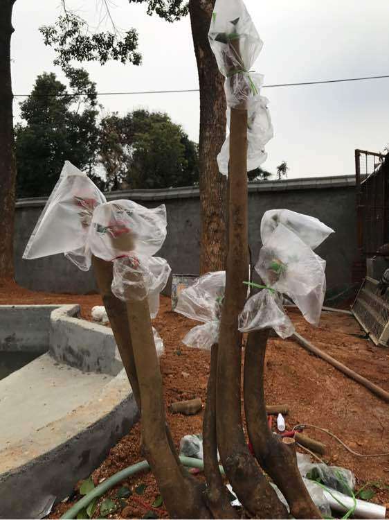 好几个大茶花下山桩要嫁接