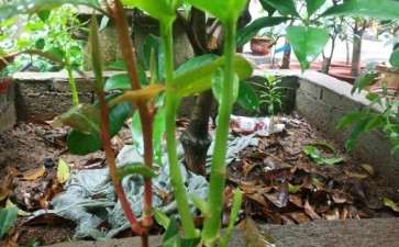 今年嫁接茶花下山桩 开始茁壮成长啦