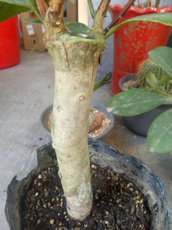 这个钻木是什么品种的茶花下山桩