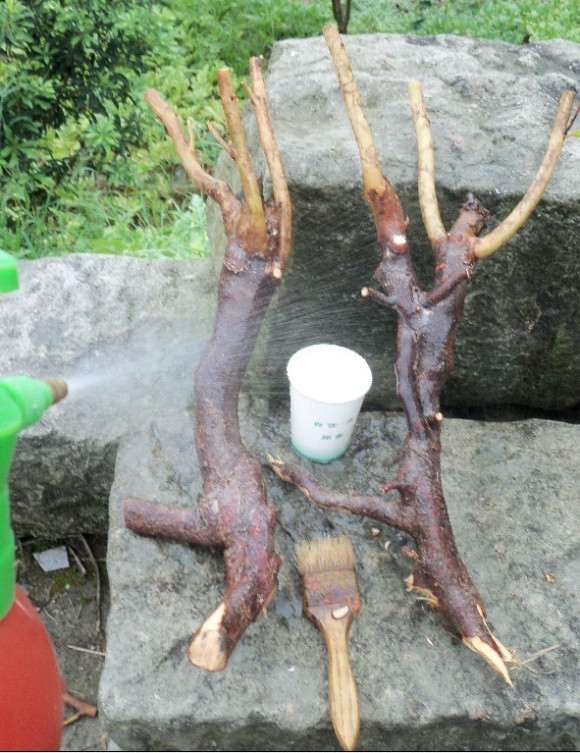 油茶下山桩怎么洗根嫁接的方法 图片