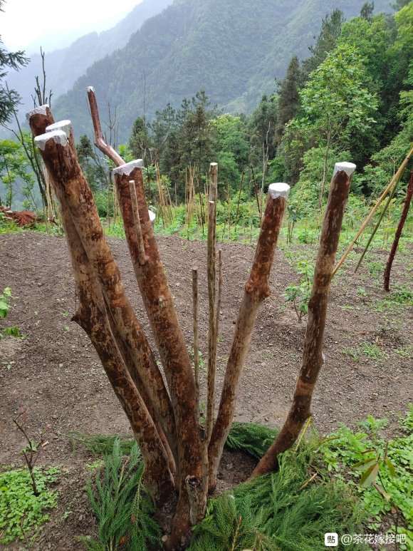 大货连蕊茶下山桩 已经来芽