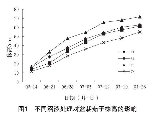 不同微生物菌剂对盆栽茄子生长发育的影响