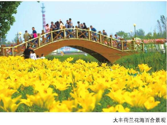 江苏百合文化节从2014年开始举办