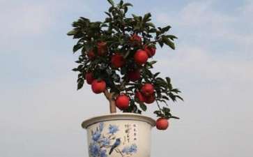 盆栽紫香苹果的苗木及品种怎么选择