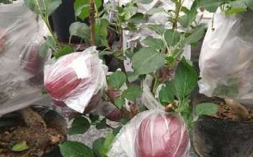盆栽紫香苹果主要病虫害怎么防治的方法