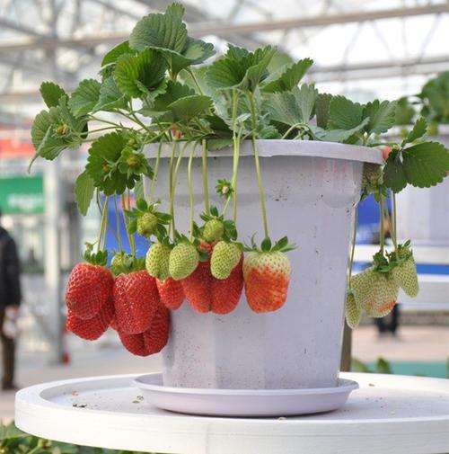 草莓盆栽品种怎么选择的方法