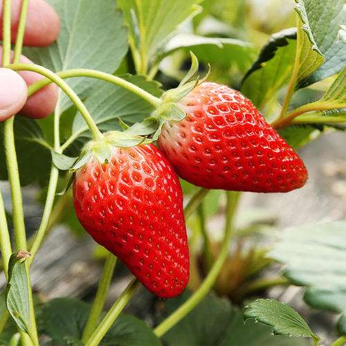 草莓盆栽怎么盆土上盆的2个方法