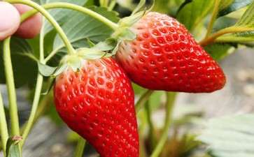 草莓盆栽怎么盆土上盆的2个方法 图片
