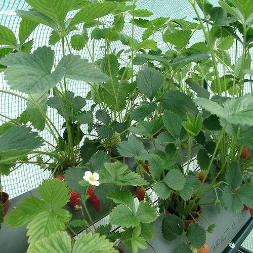 草莓盆栽怎么植株管理的4个方法