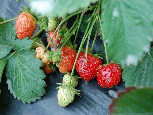盆栽草莓常见病虫害怎么防治的5个方法