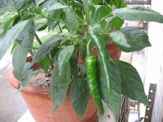 盆栽观赏辣椒怎么育苗的4个方法