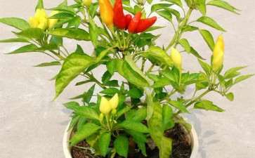 盆栽观赏辣椒病虫害怎么防治的2个方法