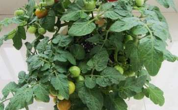 保水剂不同用量对盆栽番茄的影响