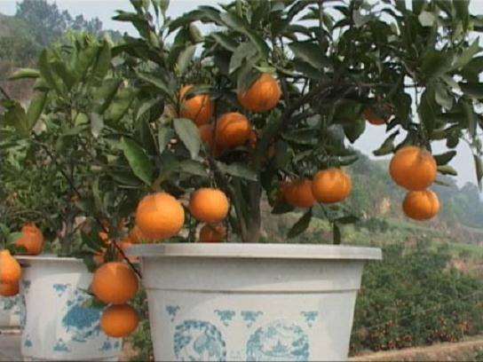 盆栽柑橘的品种和栽培盆怎么选择