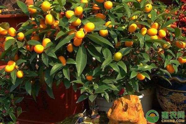 盆栽柑橘营养土怎么配制的3个方法