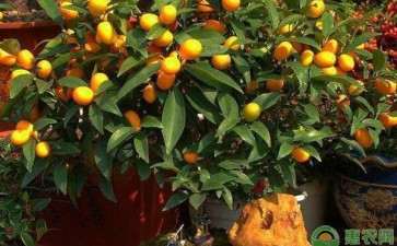 盆栽柑橘营养土怎么配制的3个方法