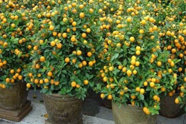 盆栽柑橘怎么装盆的3个方法 