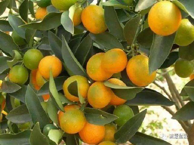 盆栽柑橘怎么施肥的方法