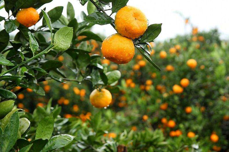 柑橘盆栽怎么浇水的方法