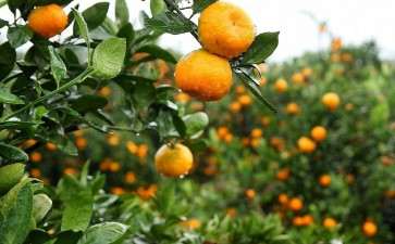 柑橘盆栽怎么浇水的方法 图片