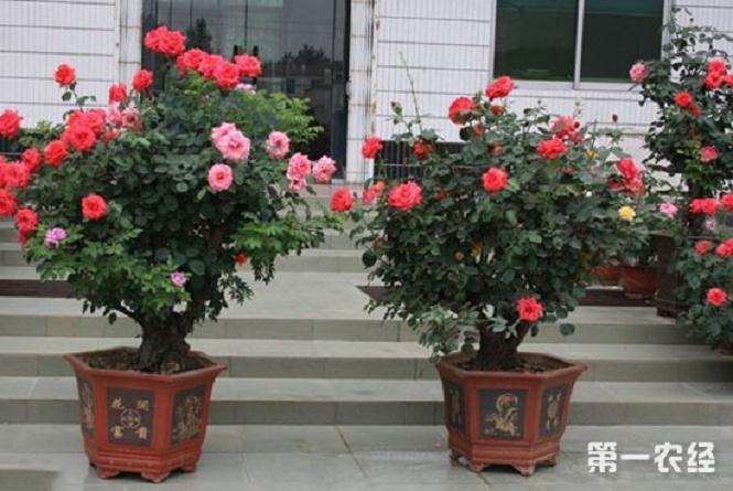 华南地区盆栽微型月季种苗生产技术规程